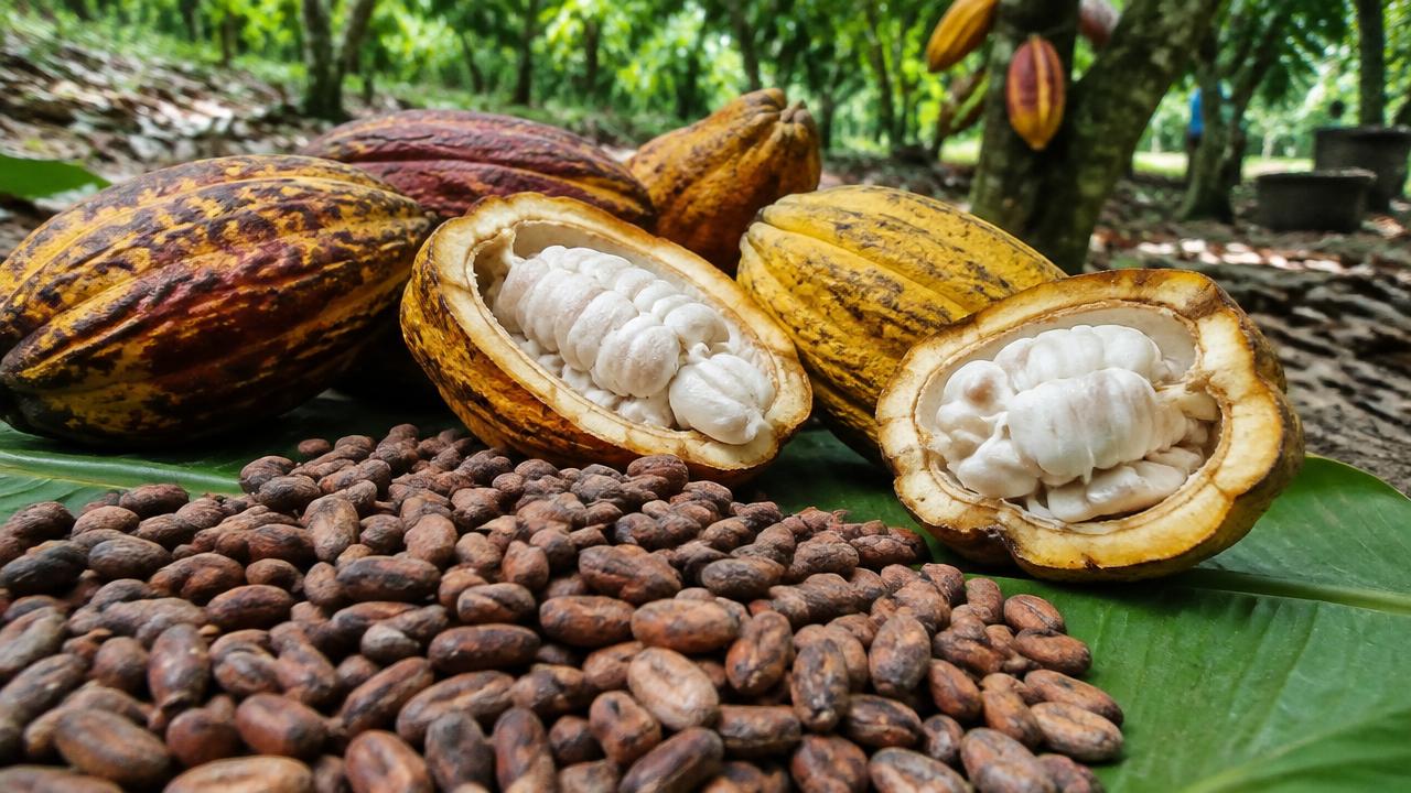 Cocoa Beans in Ghana